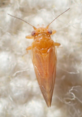 Psyllinae