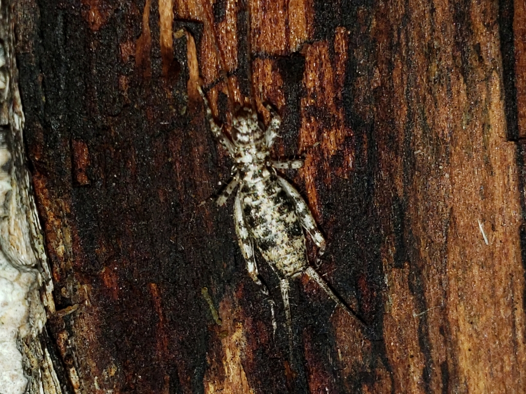 silent scaly cricket
