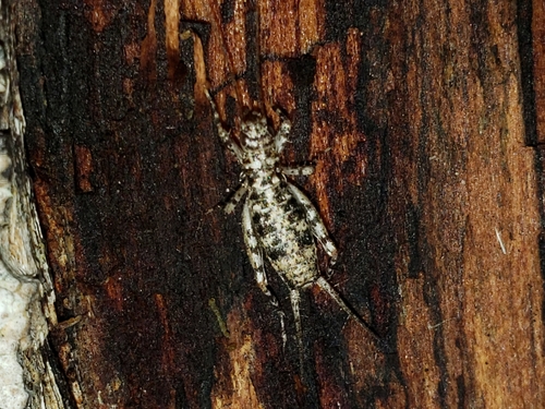 silent scaly cricket