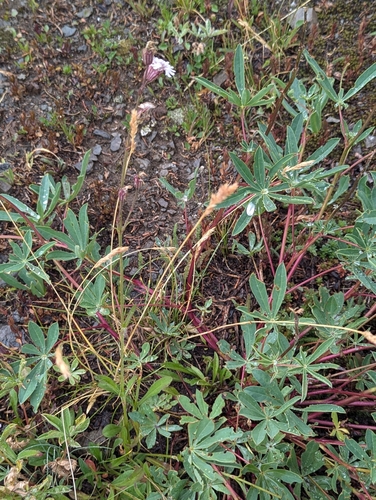 Image of Silene parryi by (c) John A Haskins, some rights reserved (CC BY)