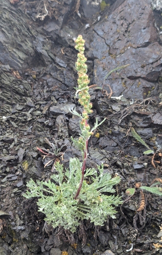 Artemisia furcata iNat (1)