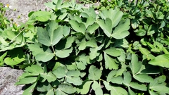 Peucedanum japonicum