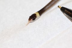 Heteroliodon