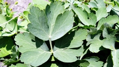 Peucedanum japonicum