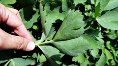 Peucedanum japonicum