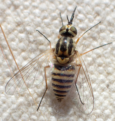 Phthiriinae