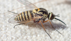Phthiriinae