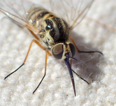 Phthiriinae