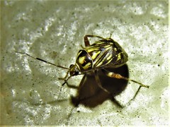 Taedia virgulata