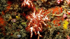 Chironephthya