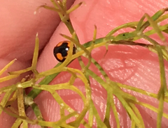 Hyperaspis connectens