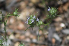Eriastrum filifolium