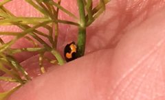 Hyperaspis connectens