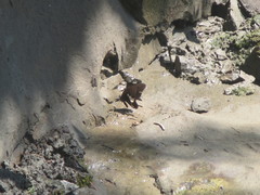 Papilio nephelus chaonulus