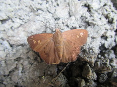 Seseria formosana