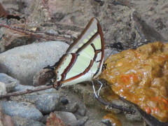 Polyura narcaea meghaduta