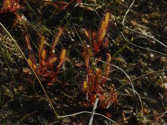 Drosera linearis