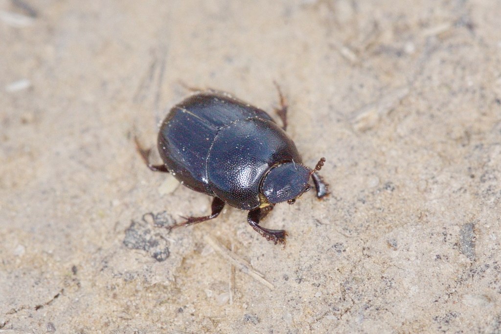 Caccobius histeroides