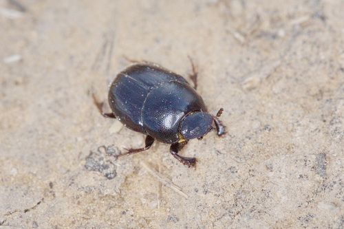 Caccobius histeroides