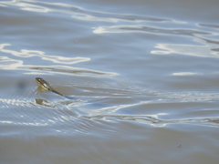 Thamnophis melanogaster