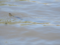 Thamnophis melanogaster