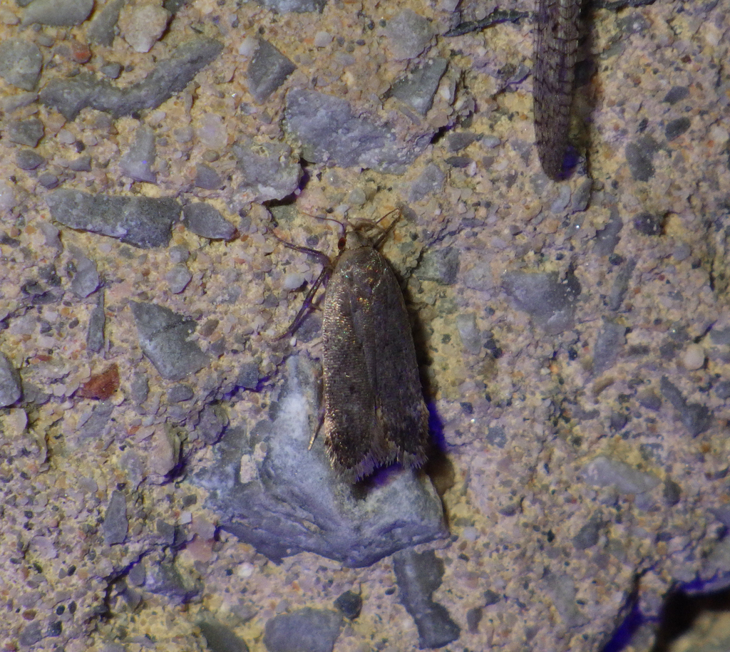Anacampsis scintillella