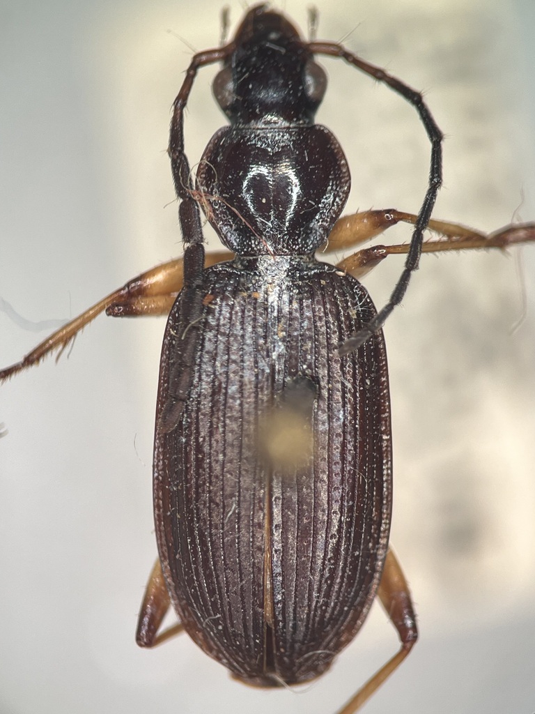Leptagonum