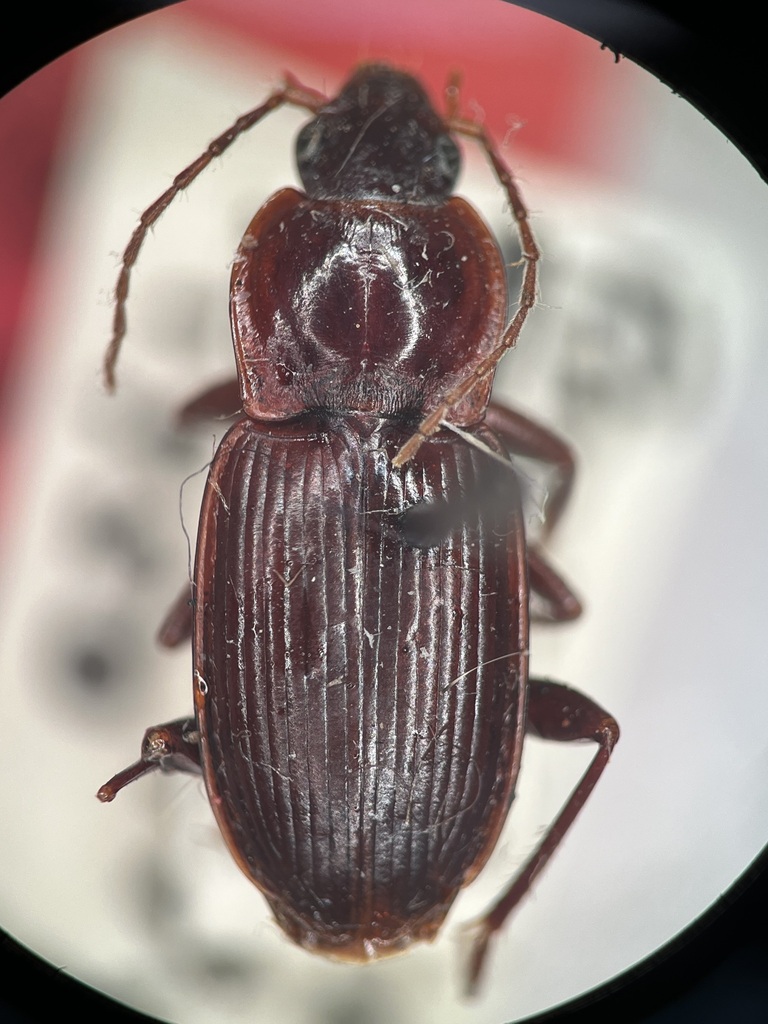 Tanystoma sulcatum