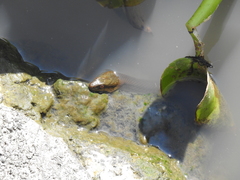 Thamnophis melanogaster