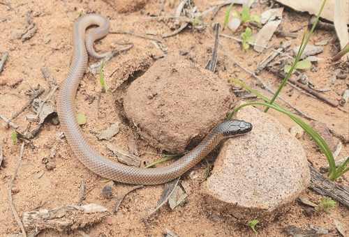 Black-naped Hooded Snake sighting