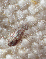 Cerobasis annulata