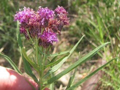 Vernonia marginata
