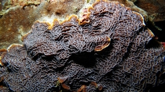 Leptoseris mycetoseroides image