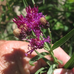 Vernonia marginata