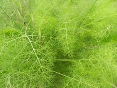 Foeniculum vulgare dulce
