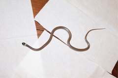 Heteroliodon