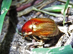 Callistethus marginatus