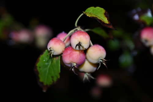 Malus X robusta