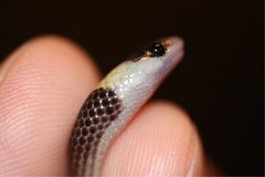 Heteroliodon