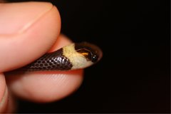Heteroliodon