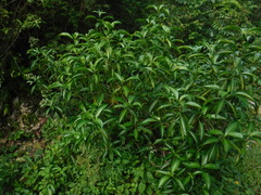 Rubiaceae