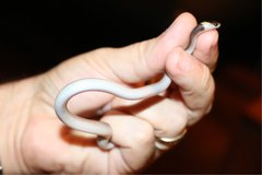 Heteroliodon