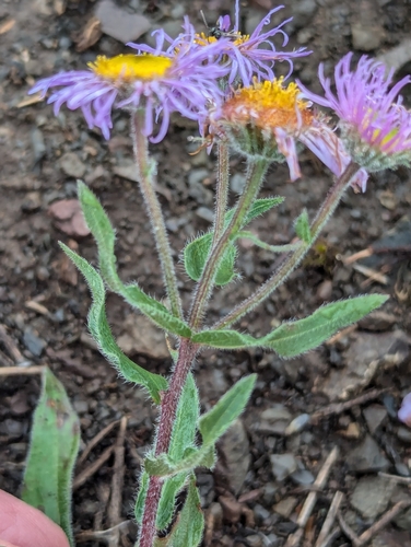 Image of Erigeron subtrinervis by (c) John A Haskins, some rights reserved (CC BY)