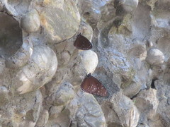 Euploea mulciber barsine