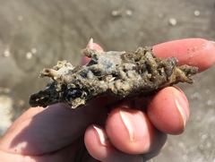 Phragmatopoma caudata