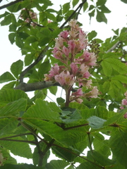 Aesculus × carnea