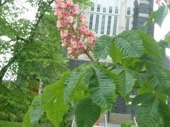 Aesculus × carnea