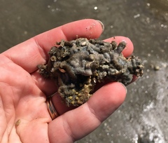 Phragmatopoma caudata