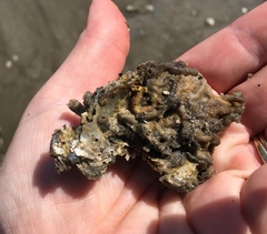 Phragmatopoma caudata