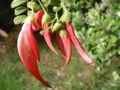 Clianthus
